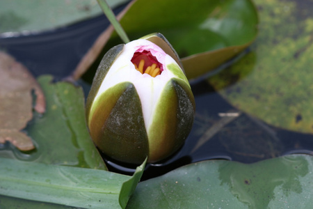 水中百合