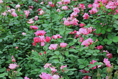 在花园里盛开的粉红玫瑰布什