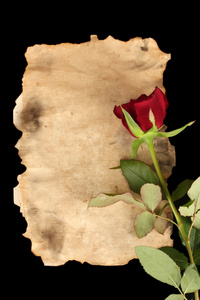 红玫瑰在羊皮纸上黑色背景特写