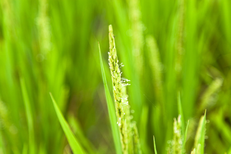 ricehead 在一个农场的土地