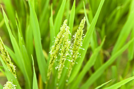 ricehead 在一个农场的土地