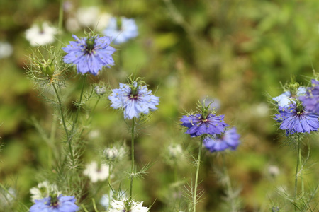  nigella damascena