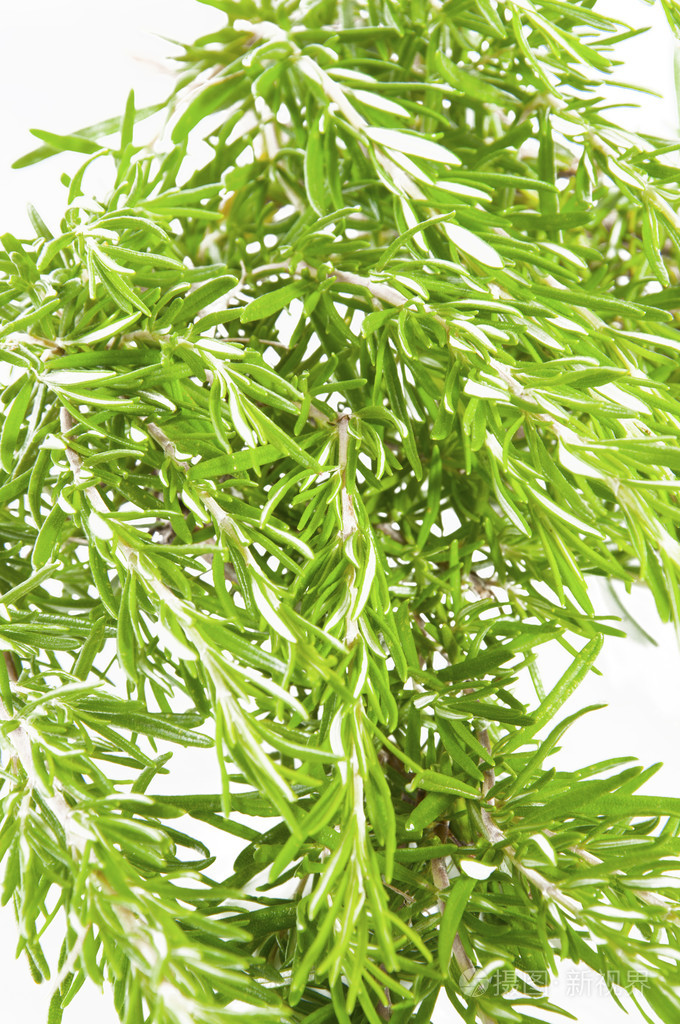 在白色背景上新鲜的迷迭香