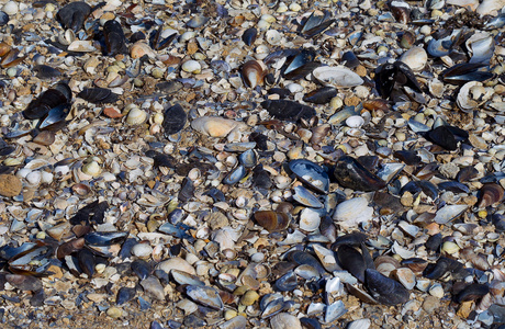 很多的空贝壳在海边