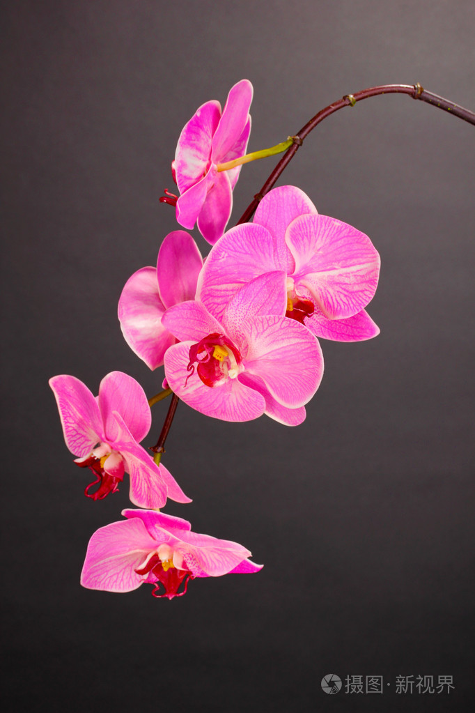 美丽盛开的兰花,灰色的背景上