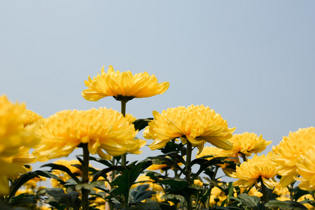 美丽黄色菊花