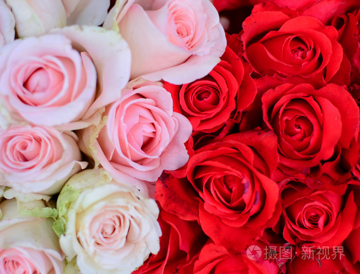 白色和红色的玫瑰背景