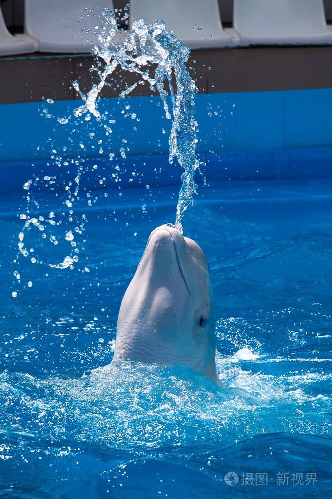 白鲸产生的条例在游泳时水的流