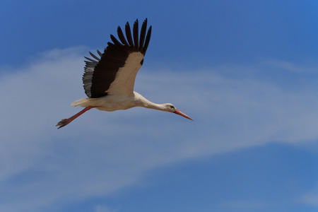 飞行鹳图片-飞行鹳素材-飞行鹳插画-摄图新视界