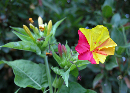 印度沙巴茉莉图片