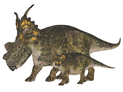 成年和青年 achelousaurus