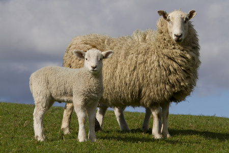 羊和小羊放牧在农村，农村中