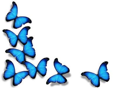 蓝旗的蝴蝶，在白色背景上孤立