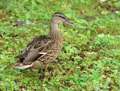 雌性野鸭(鸭嘴兽)照片