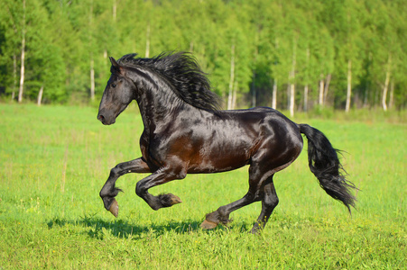 黑色马跑驰骋在草原上