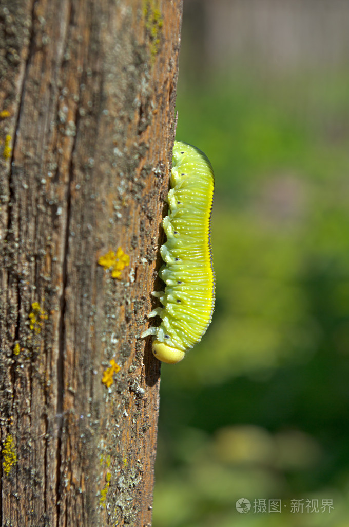 蠕虫图像绿色毛毛虫