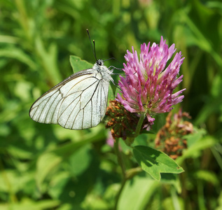 上一朵花的白蝴蝶