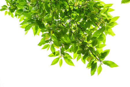 春叶的白玉兰树照片