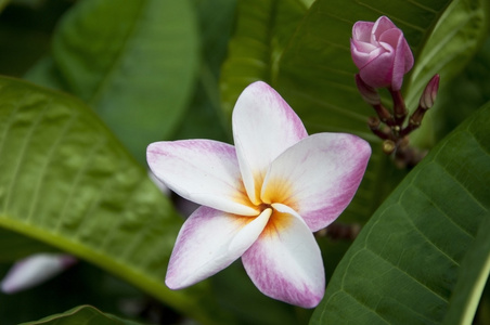 梅香花