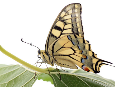 蝴蝶凤蝶 machaon