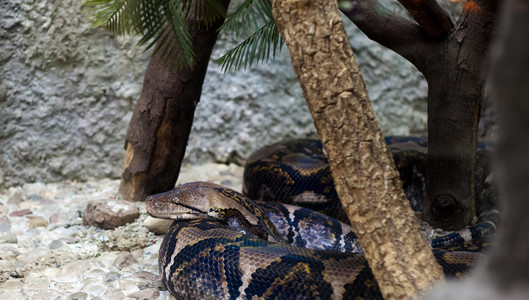 python 在市动物园