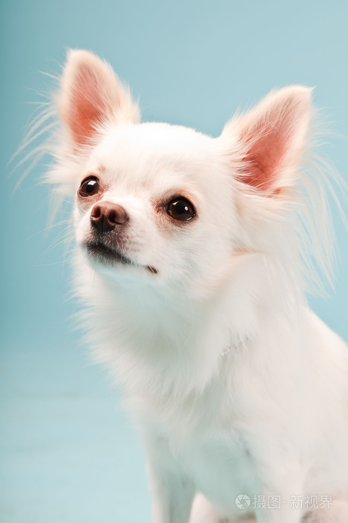 可爱白色吉娃娃小狗浅蓝色背景上隔离室画像
