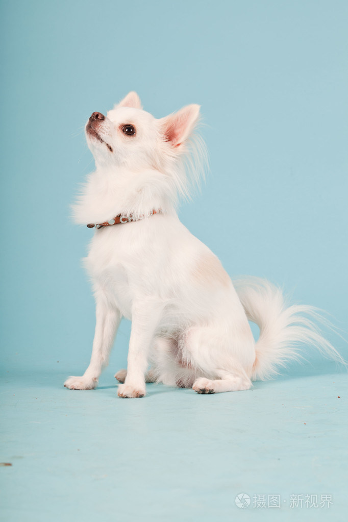 可爱白色吉娃娃小狗浅蓝色背景上隔离室画像