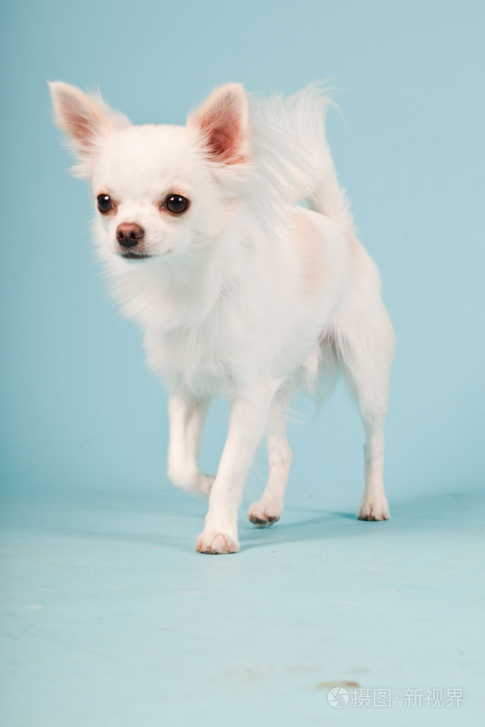 可爱白色吉娃娃小狗浅蓝色背景上隔离室画像