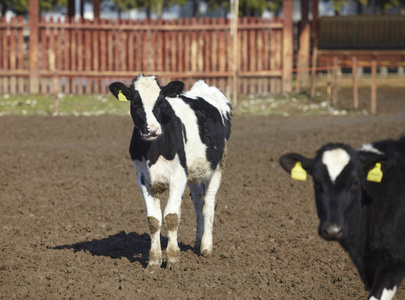 母牛农场农业牛牛奶