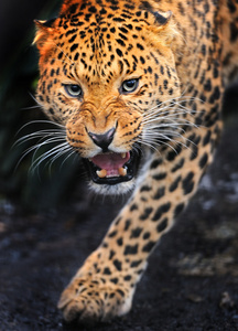 野外美人在斯里兰卡豹豹子肖像动物豹子纹理豹子肖像豹子在树上关闭