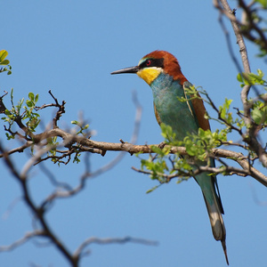 欧洲蜂鸟上分支，merops apiaster