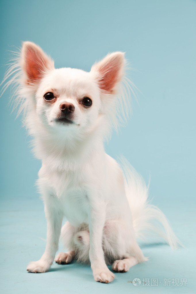 可爱白色吉娃娃小狗浅蓝色背景上隔离室画像