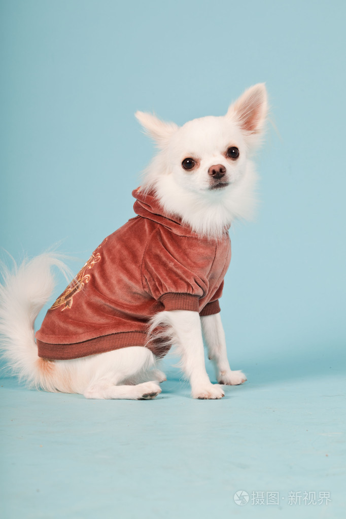 可爱的白色吉娃娃小狗身穿红色外套的工作室肖像孤立在淡蓝色背景照片