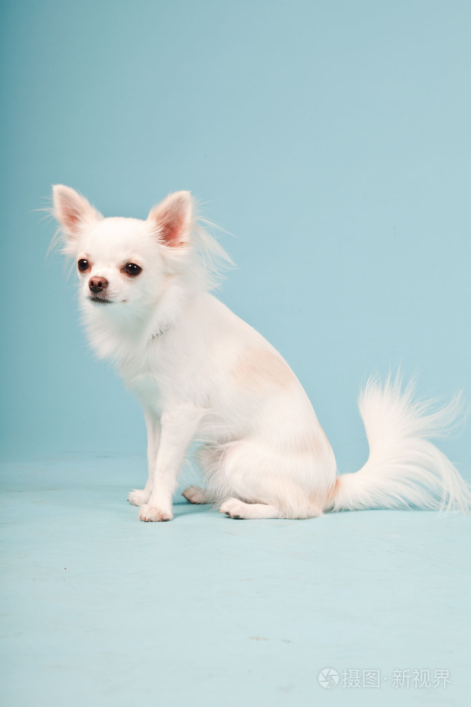 可爱白色吉娃娃小狗浅蓝色背景上隔离室画像