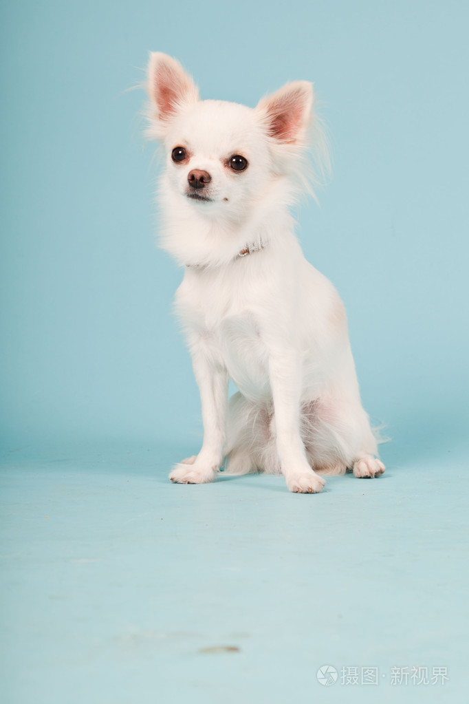 可爱白色吉娃娃小狗浅蓝色背景上隔离室画像