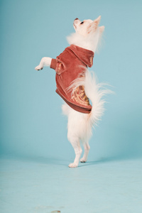 可爱的白色吉娃娃小狗身穿红色外套的工作室肖像孤立在淡蓝色背景