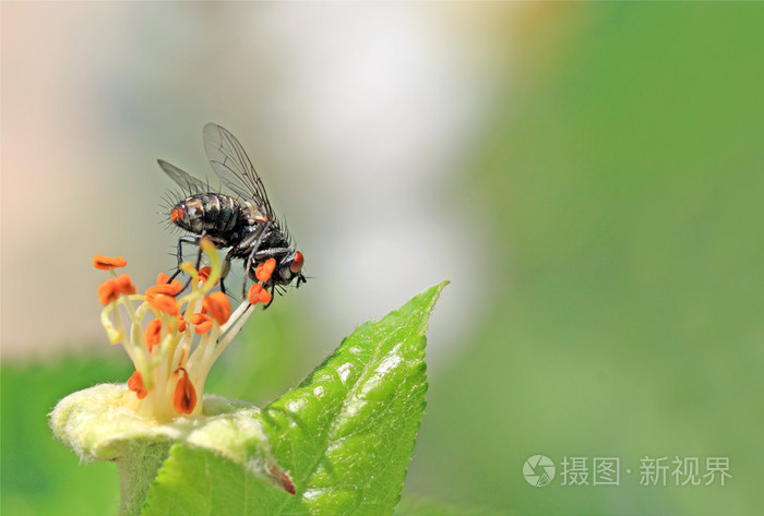 blackenning 对 aple 成为树花飞