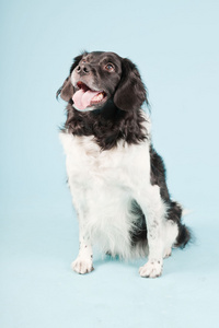 stabyhoun 或浅蓝色背景上孤立的弗里斯兰指点狗工作室肖像