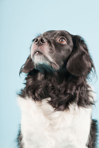 stabyhoun 或浅蓝色背景上孤立的弗里斯兰指点狗工作室肖像