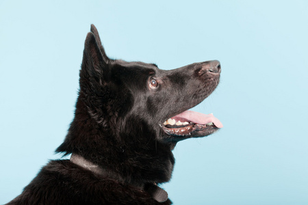 谢泼德狗隔离在浅蓝色背景的黑色德国。工作室拍摄