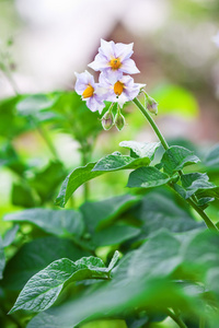 马铃薯植株