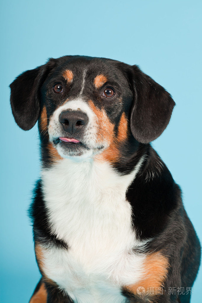 entlebucher山狗被隔绝在淡蓝色背景工作室拍摄