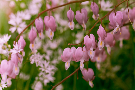 在花园内 dicentra