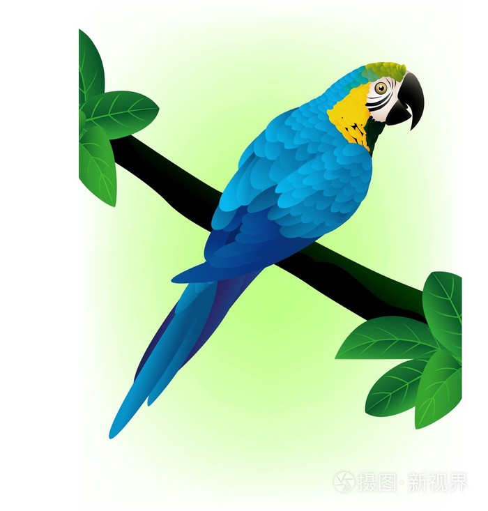 蓝色金刚鹦鹉
