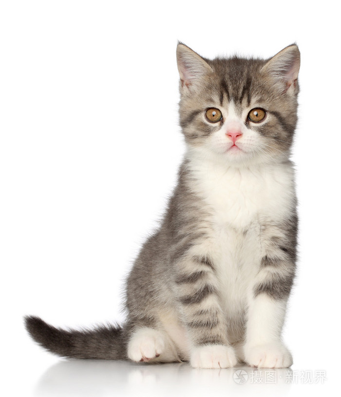 英国小猫在白色背景上