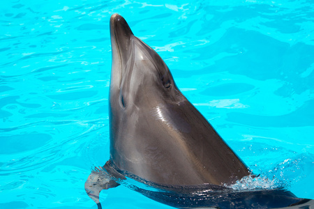 在蓝色的水中游泳的美丽海豚