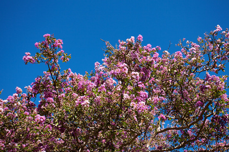 蓝蓝的天空背景上的樱花