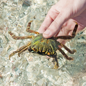 螃蟹抓在手。在红海埃及捕鱼