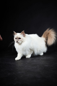 Birman katt isolerad p svart bakgrund. Studio skott