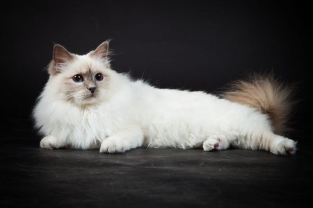 Birman katt isolerad p svart bakgrund. Studio skott